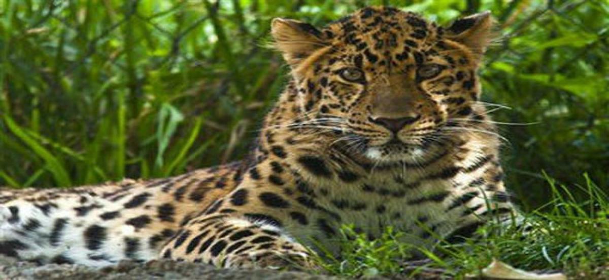 Forest department deploys team to track leopard