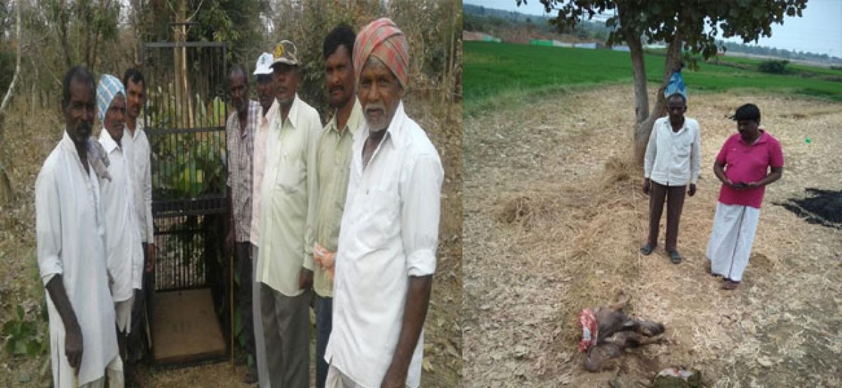 Leopard attack threatens people