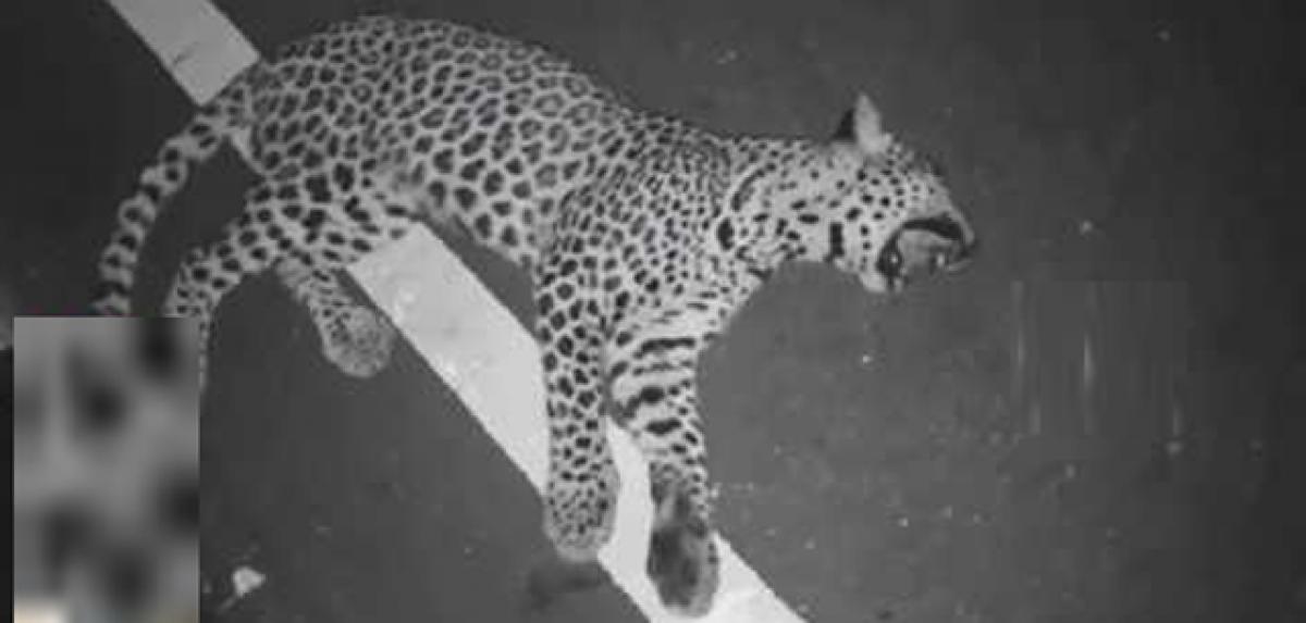 Leopard run over by vehicle on Tirumala ghat road