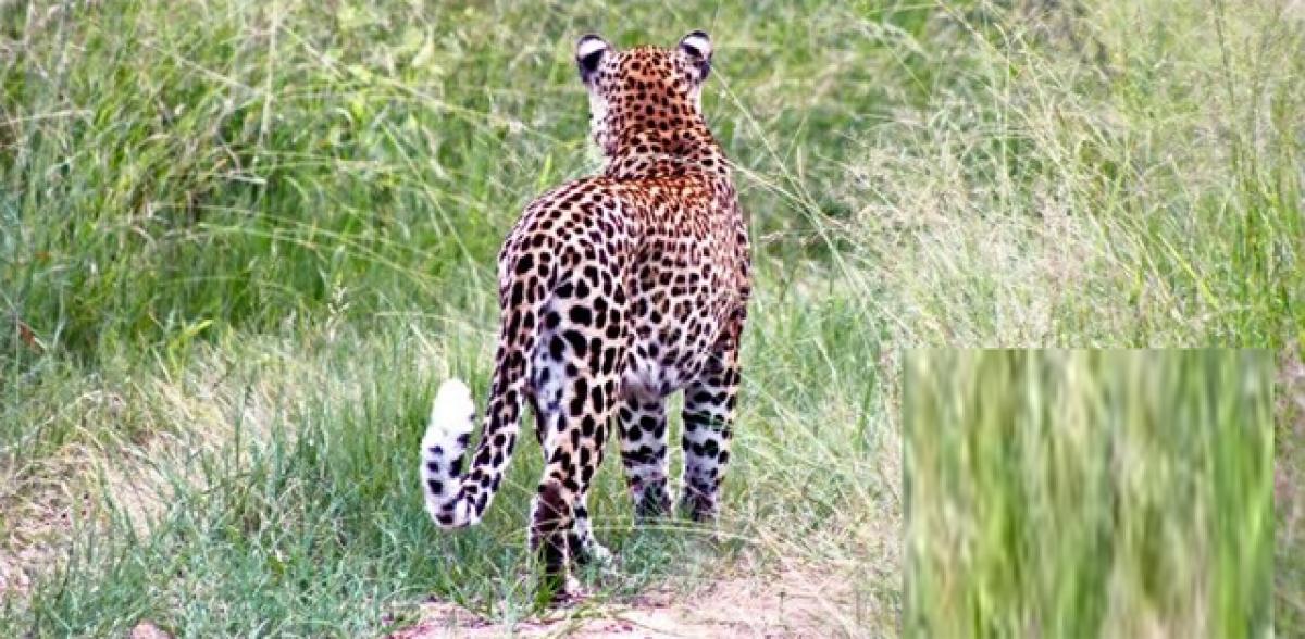 Leopard on the prowl creates panic