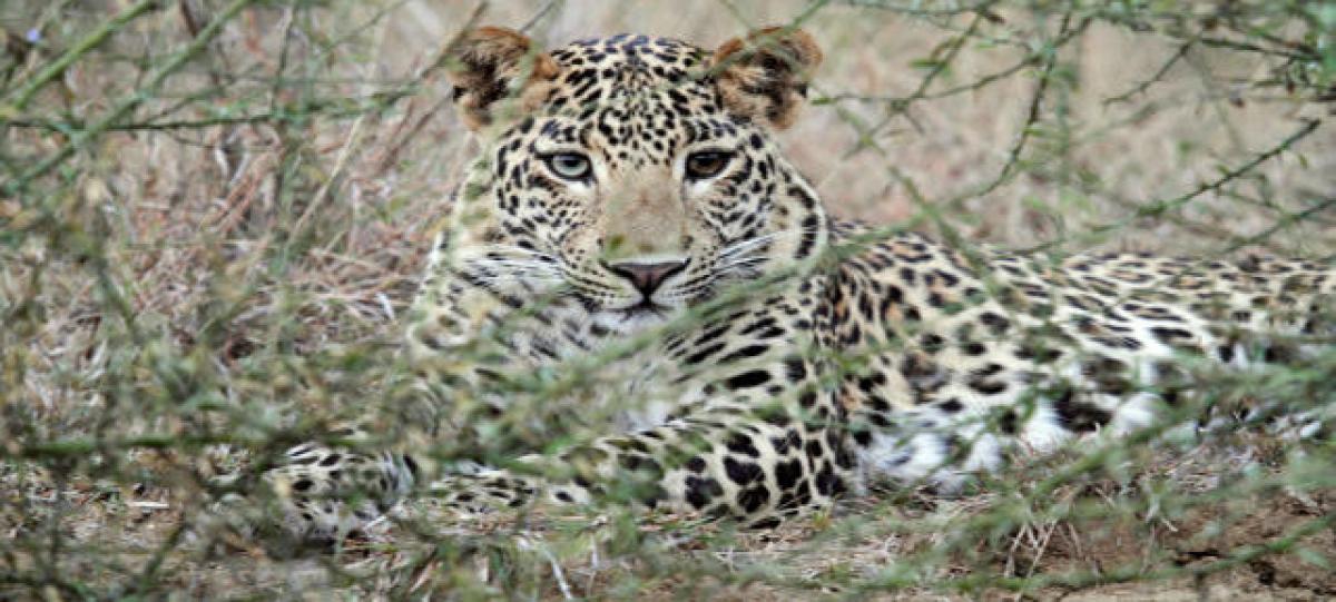 Hyderabadi shooter guns down Maharashtra rogue leopard