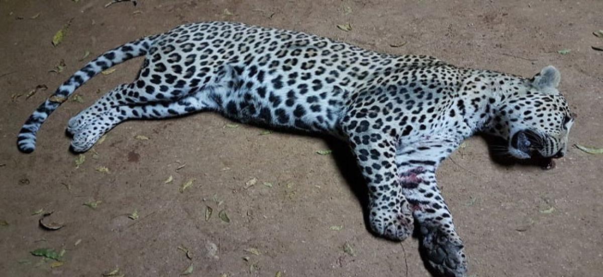 Leopard hit by vehicle in Nizamabad; succumbs to injuries