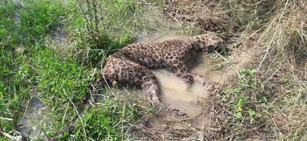 Leopard found dead in Kamareddy district