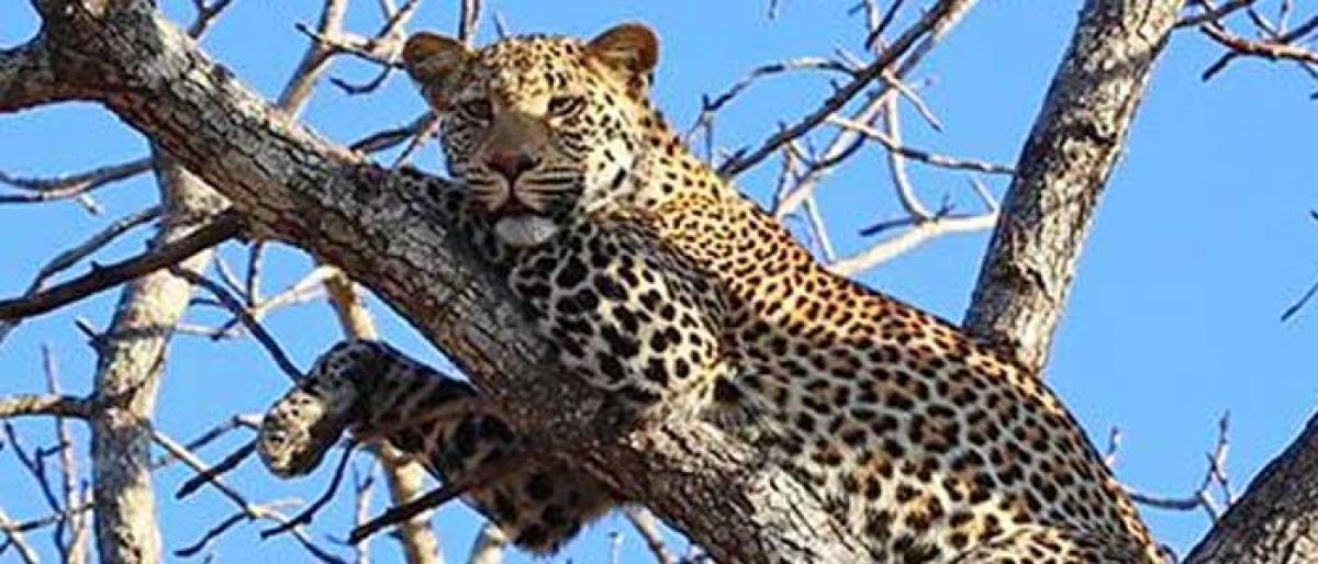 Five leopards found in Kothagudem forest area