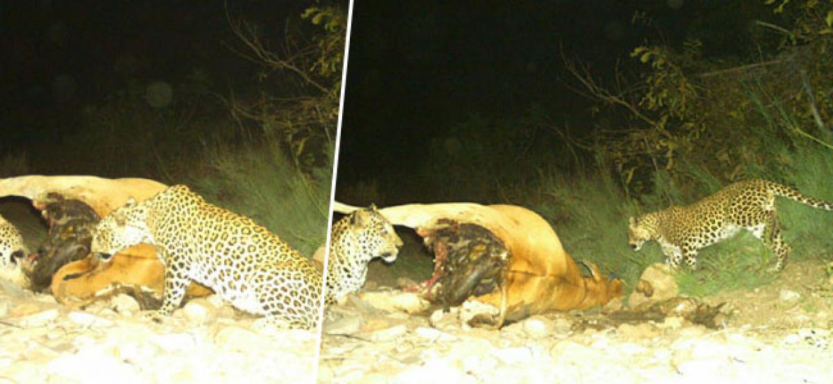 Two leopards caught on camera sharing cattle kill