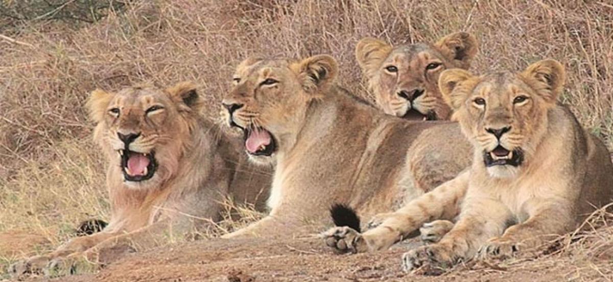 Congress raps BJP for delay in shifting lions from Gujarat to MP