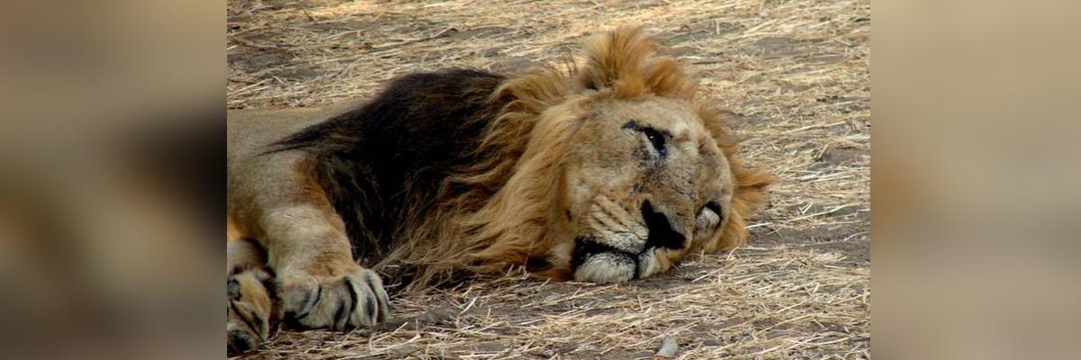 3 lions die after being run over by train
