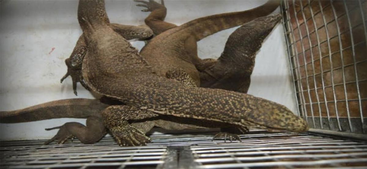 Monitor lizards fall prey to poachers