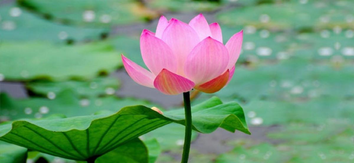Lotus magic must for corporate – a HR message