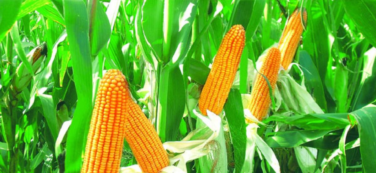 Officials told to buy maize directly through Markfed