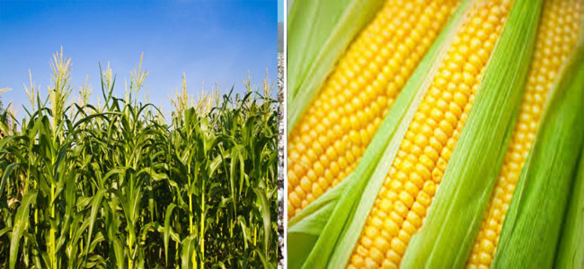 Maize prices projected to be steady