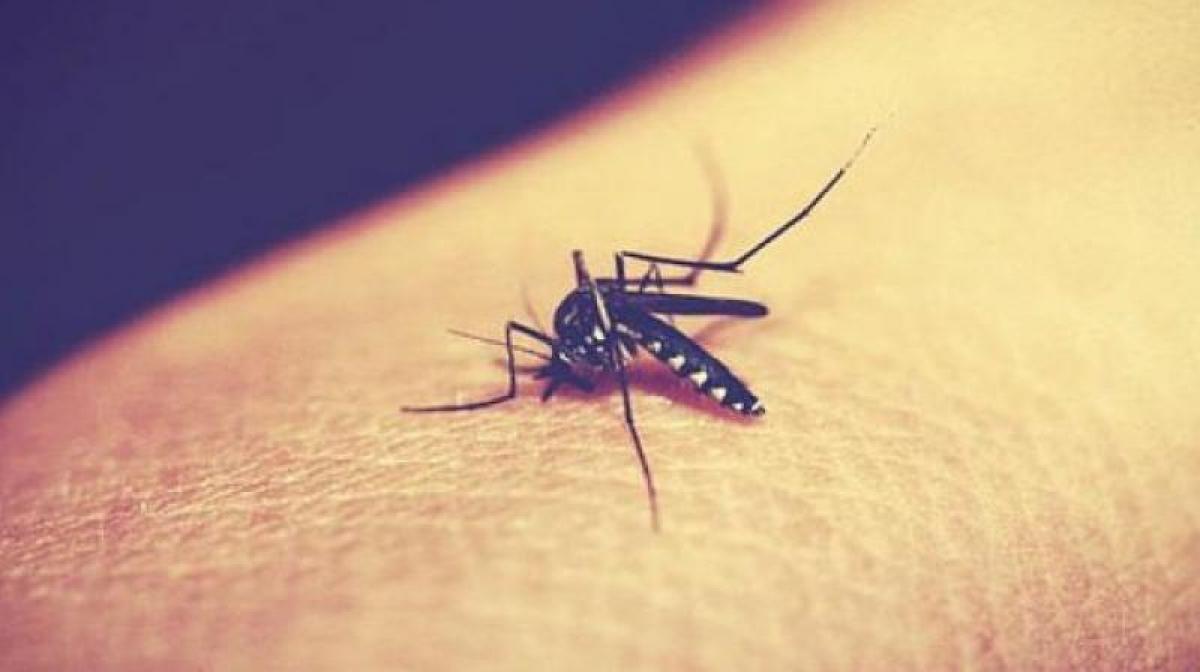 How carbohydrates could help develop better malaria vaccine