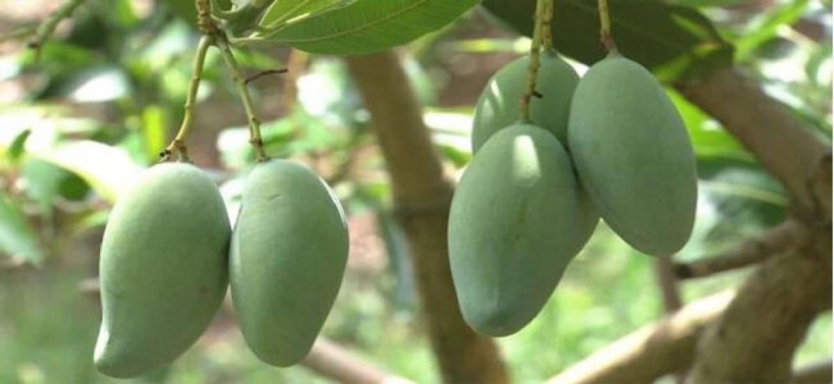 Green mango peels may help clean oil contaminant from soil