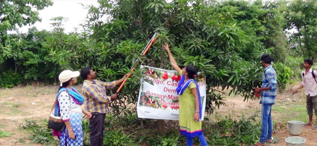 Pruning enables cost-cutting in mango cultivation