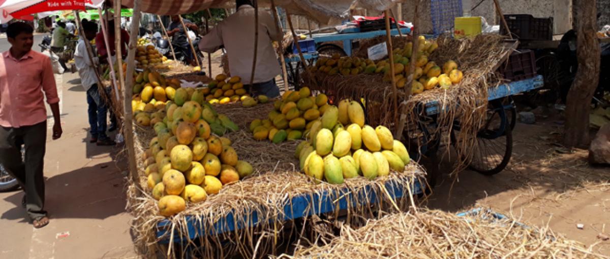 Climatic changes hit mango yield