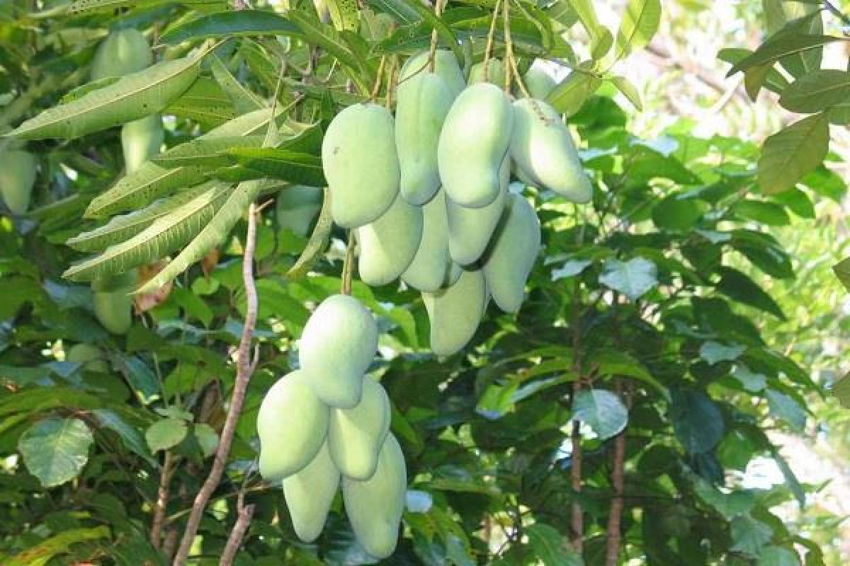 AP Farmer achieves rare feat, grows 18 varieties of mangoes on single tree