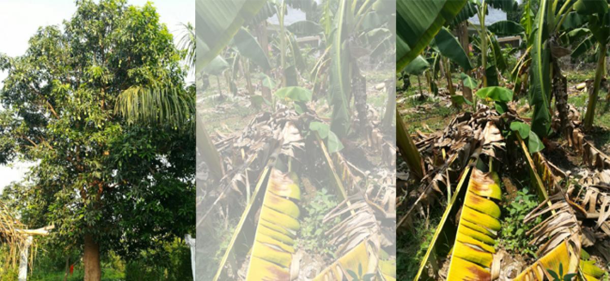 Gales damage mango orchards