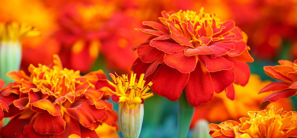 Make your food bloom this season with edible flowers