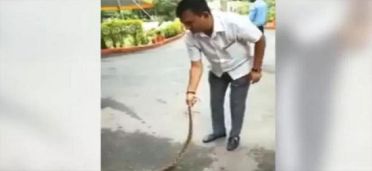 Watch: Gujarat Cong leader Paresh Dhanani subdues venomous viper