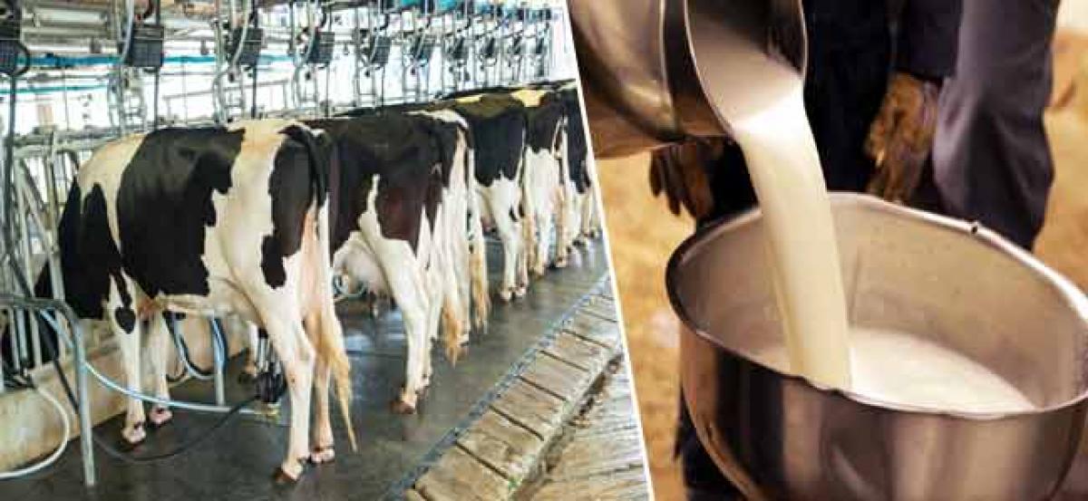 India to be world's biggest milk producer by 2016