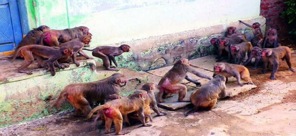 Monkeys run riot in Nandigama village