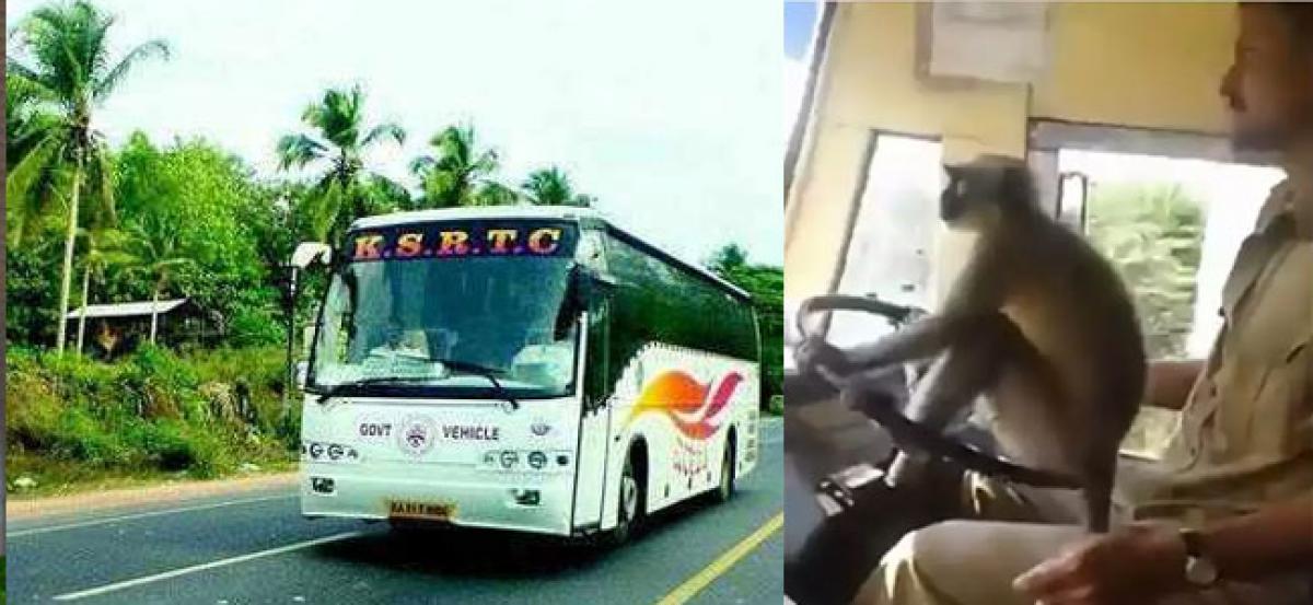 KSRTC sacks driver for letting monkey take the wheel