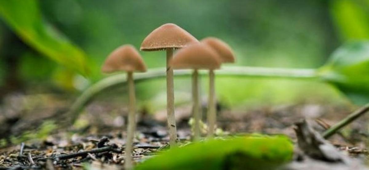 Magic mushrooms can treat depression: Study