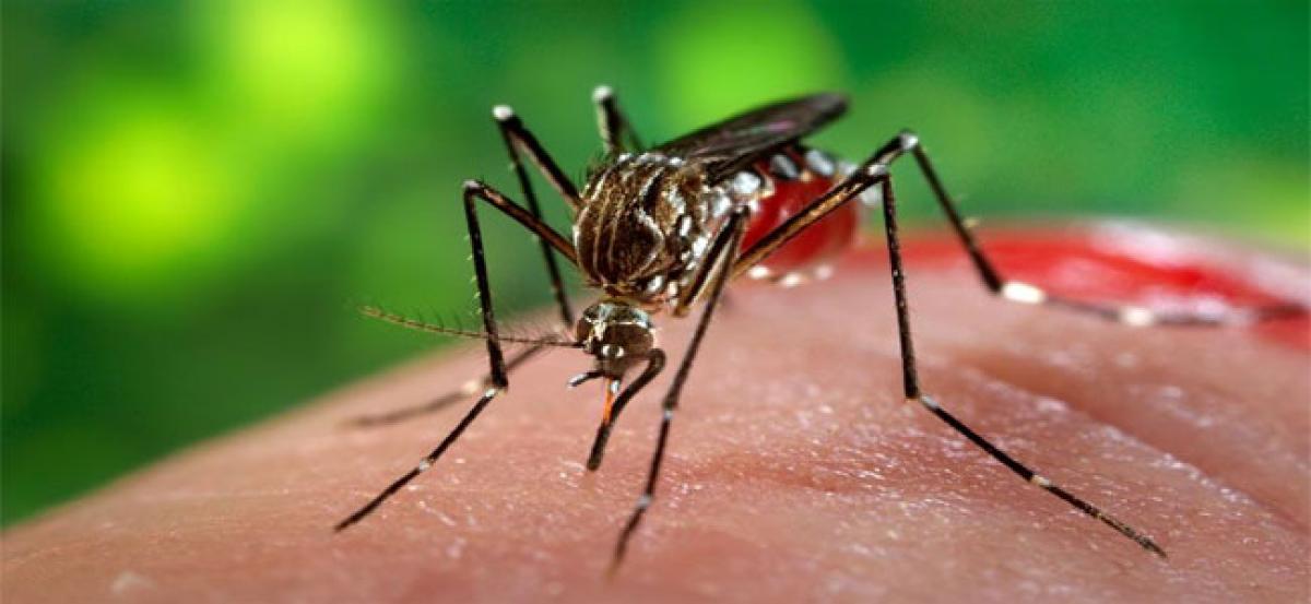 Common mosquito can carry Zika virus: Brazilian scientists