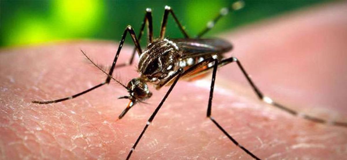 Mosquito menace rampant in Kadapa