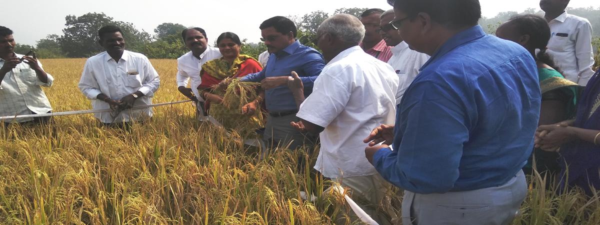 Natural farming makes agriculture debt free