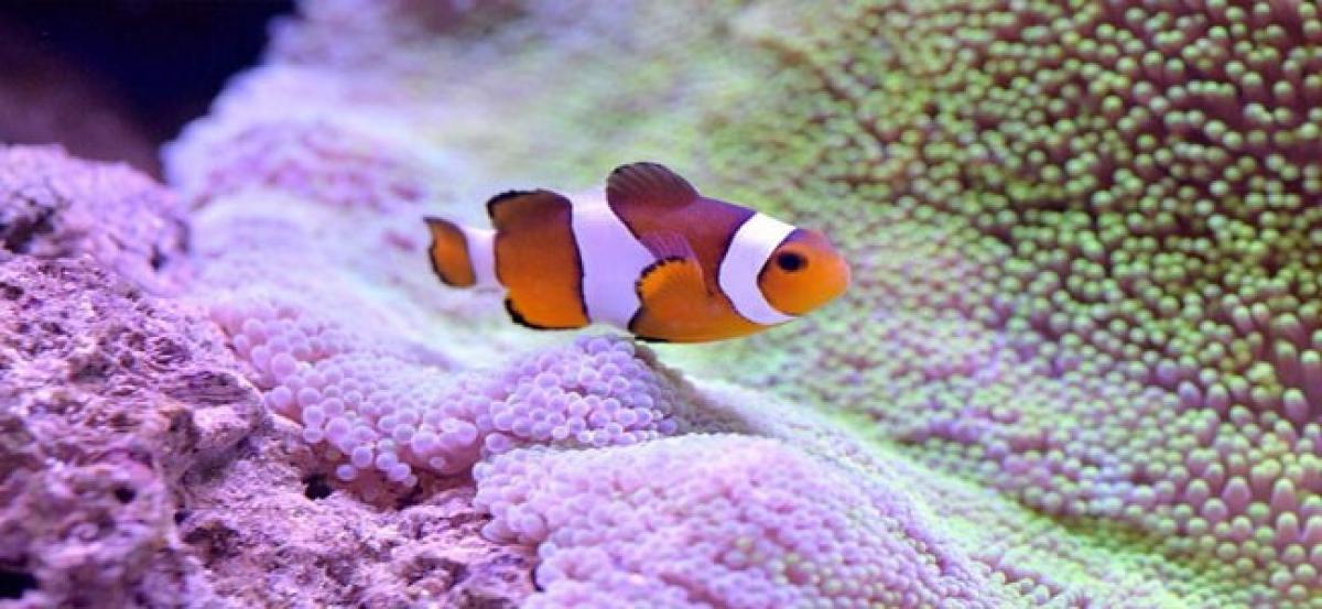 Nemo’s bright colours protect it from predators