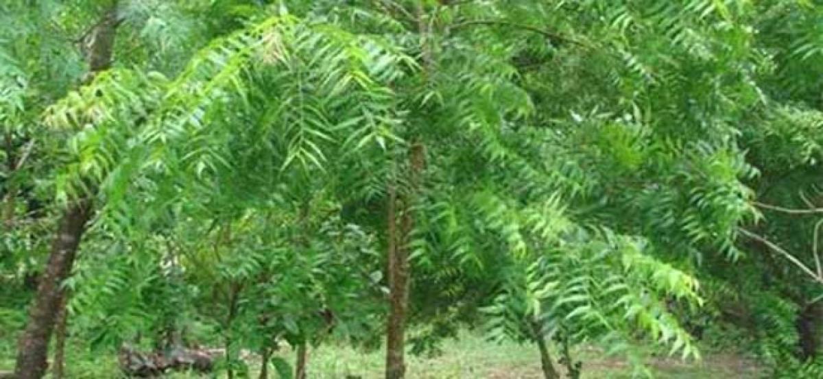 Hyderabad-based scientists solve method to cure cancer through Neem