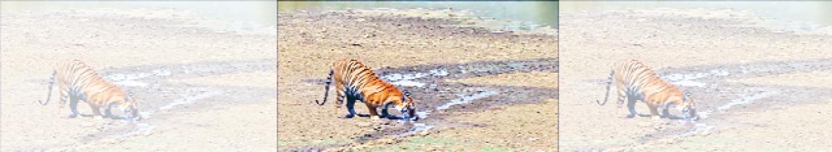 Thirst forces tigers to go out of their habitats in Nagarjunasagar Srisailam Tiger Reserve