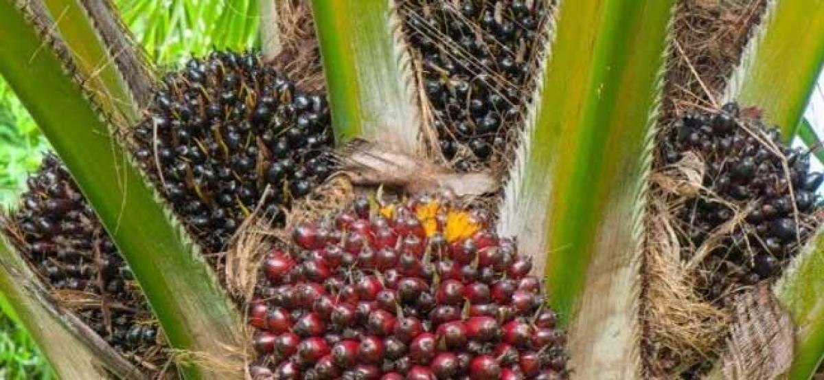 Farmers see oil palm as an alternative to paddy