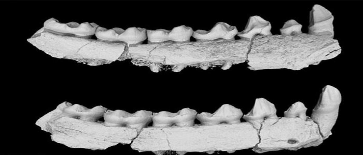 45-million-year-old primate fossils found in China