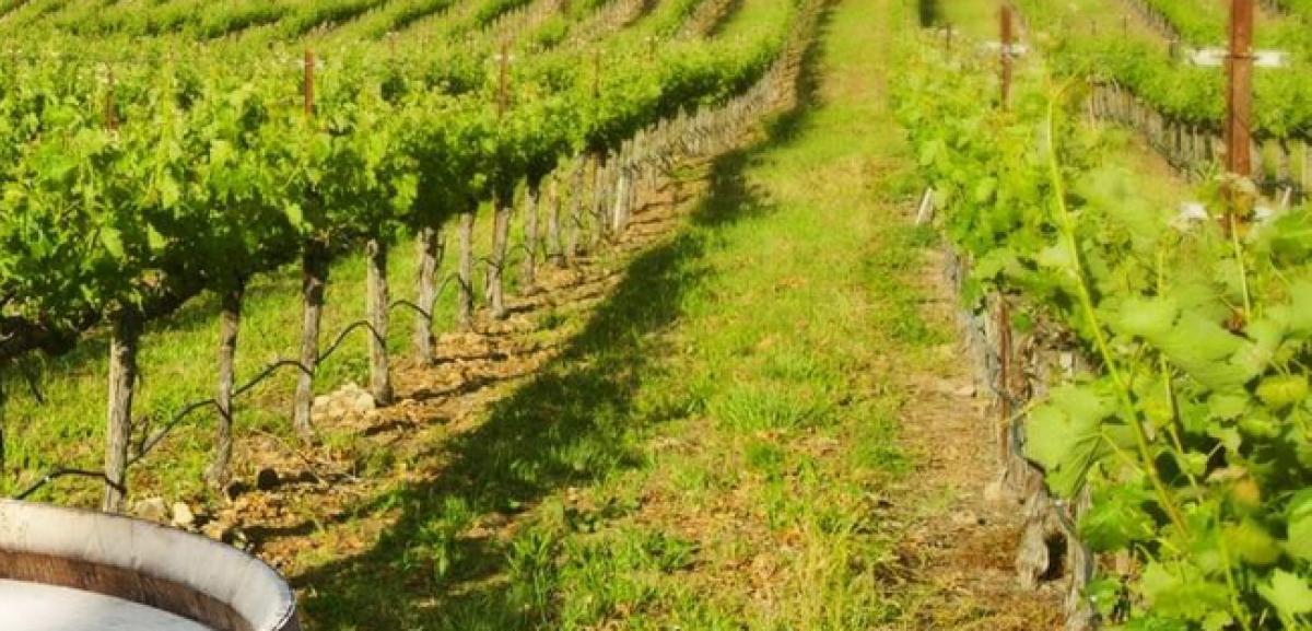 TN company to set up winery in Kuppam