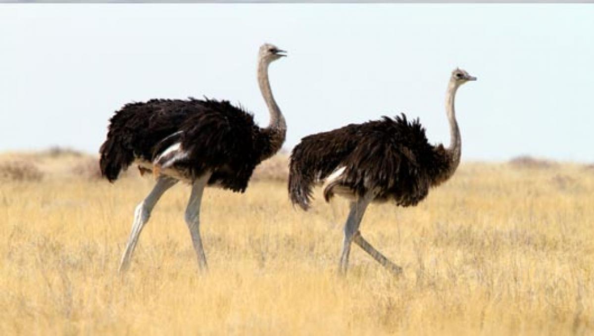 Indecisive corporate leaders learn your HR wisdom from Ostrich