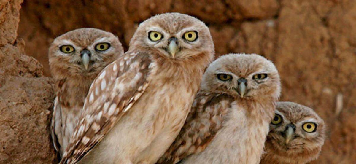 Management wisdom of burrowing owl must for HR leaders