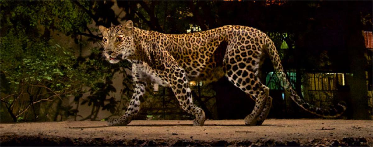 Leopard found dead in canal