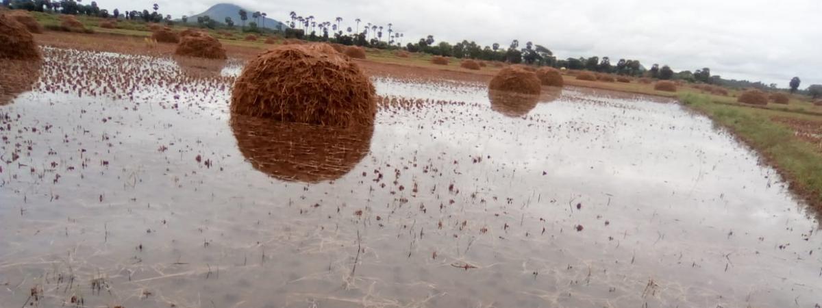 Soaked paddy heaps bring tears to farmers