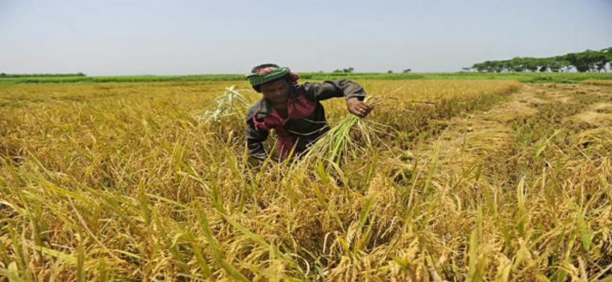 Paddy cultivation area sees drastic fall in state