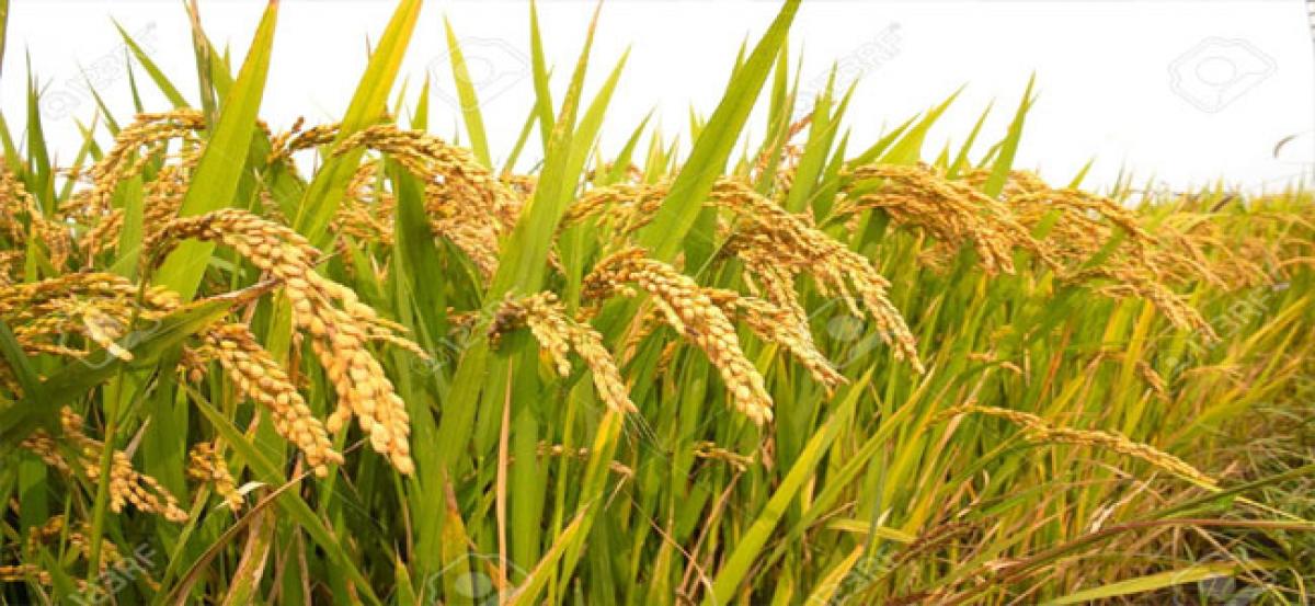 Government to hike paddy MSP by Rs 80