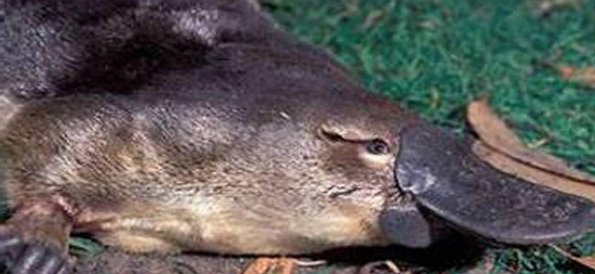 Platypus milk may help combat superbugs