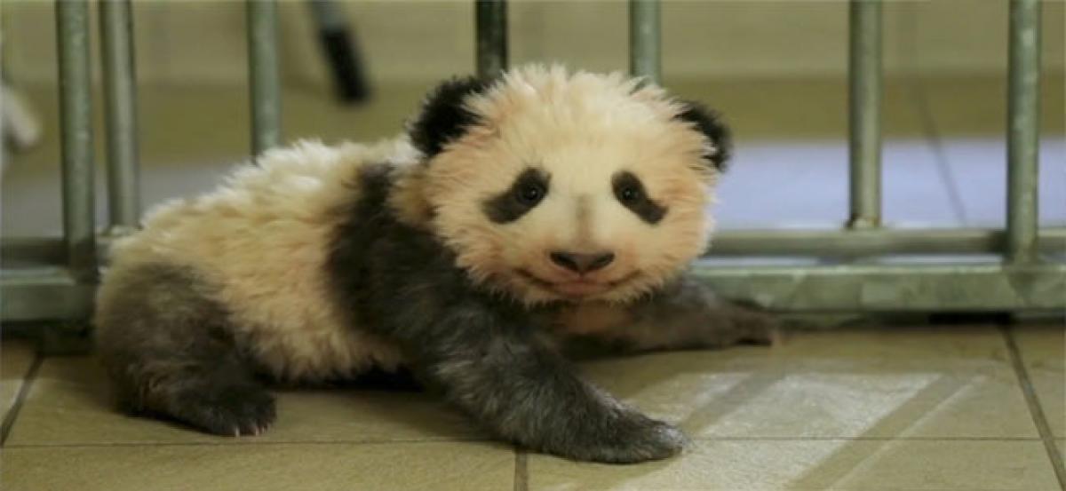 French first for Giant Panda