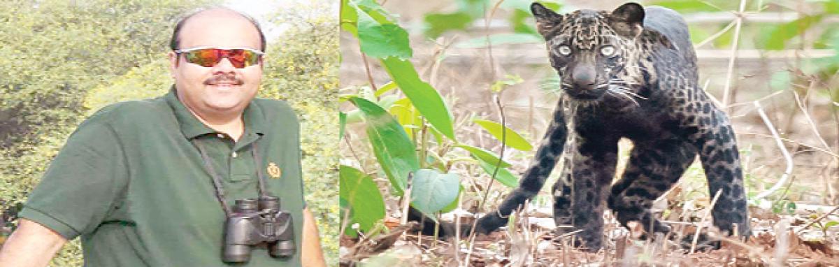 Scion of Bobbili Samsthanam captures black panther in Maharashtra