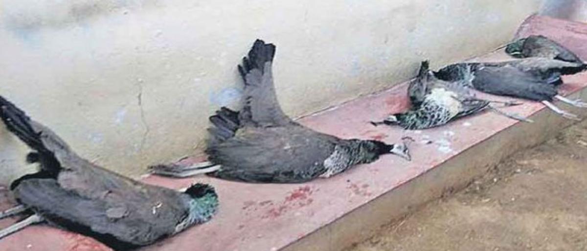 Five peacocks found dead Nalgonda