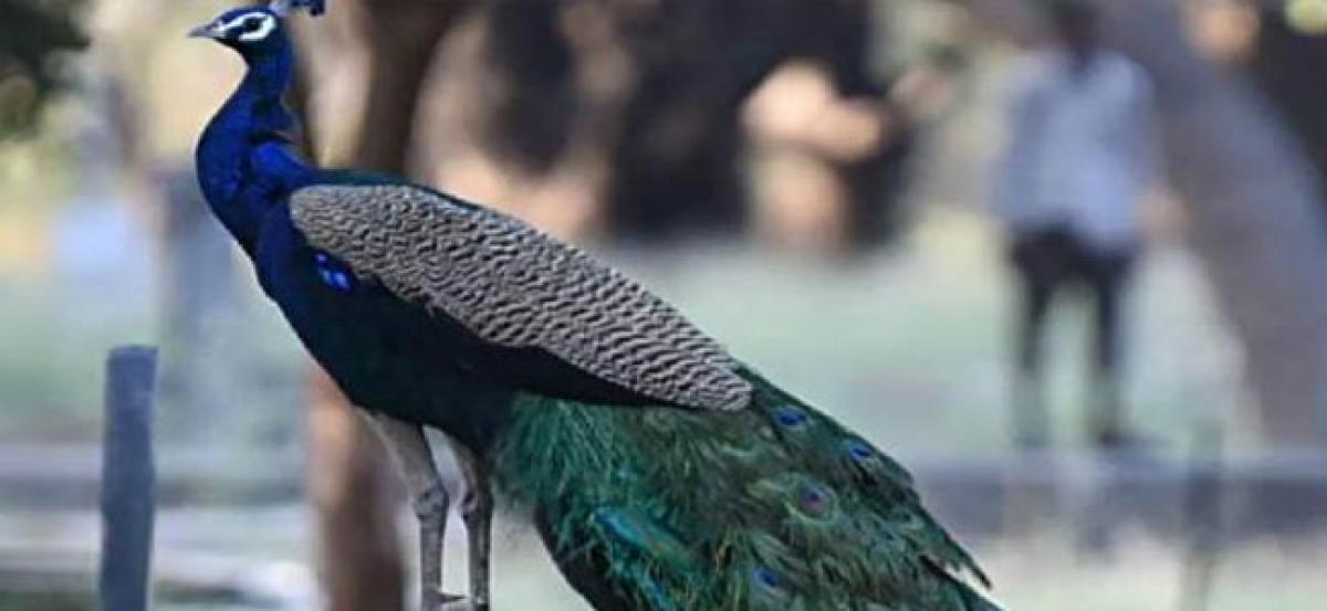 Delhi Police follow ‘protocol’, give tricolour burial to peacock