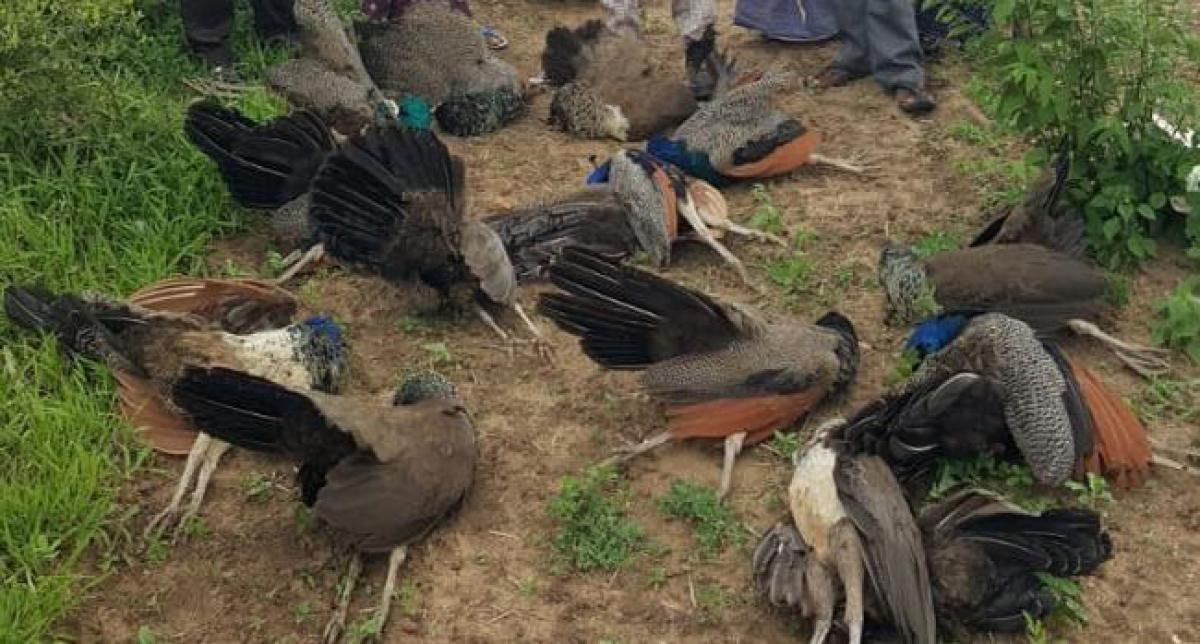 14 peacocks found dead in fields