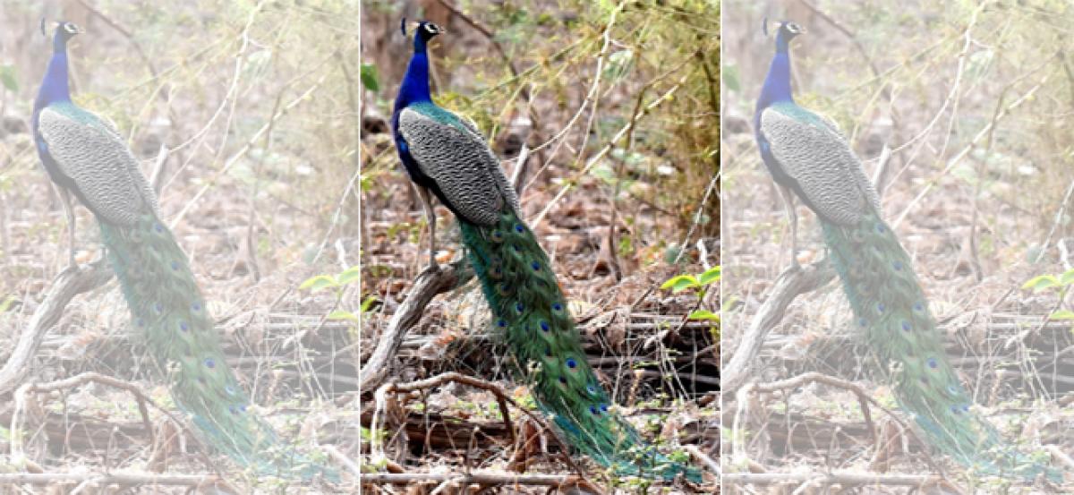 Peacock population falls in north AP districts