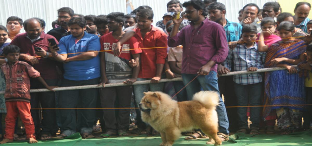 Dog Show enthrals pet lovers